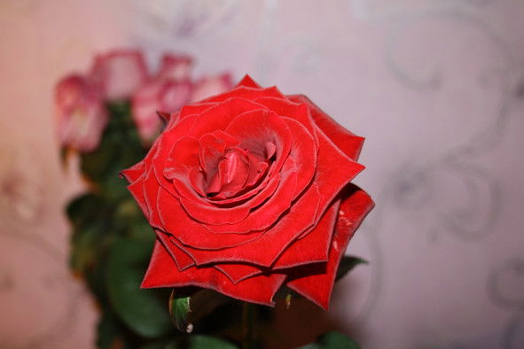 Дарья Севостьянова