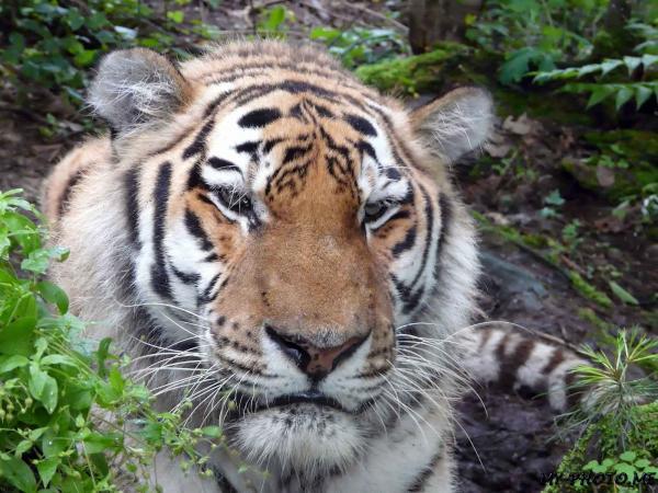 Николай Николаевич Козлов