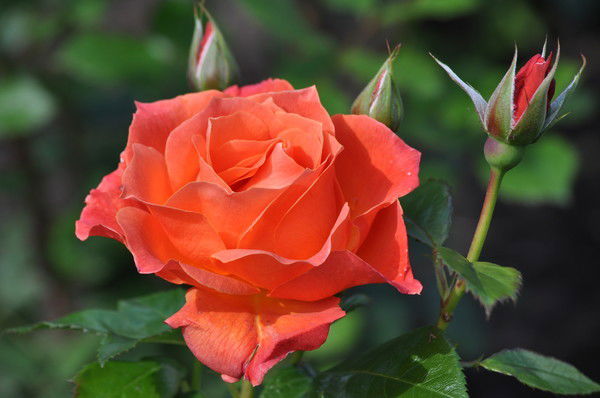 Чечена Самбу-Хоо