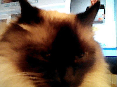 Владимир Новиков