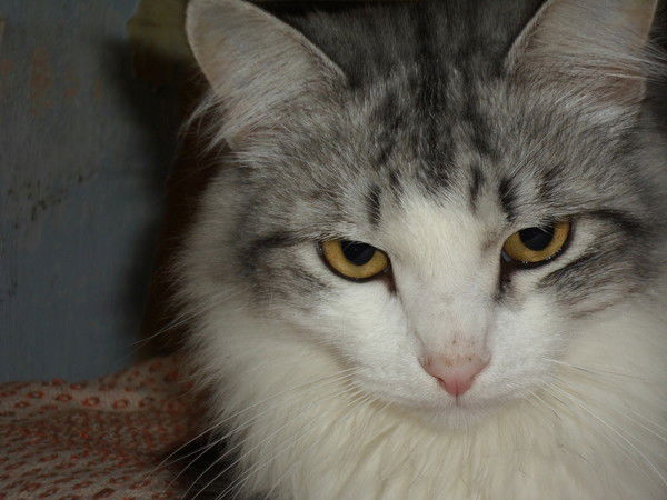 Дарья Ниженко