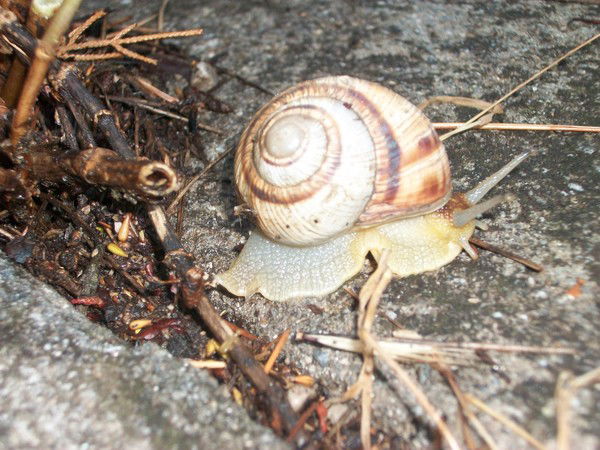 Варвара Солженицина