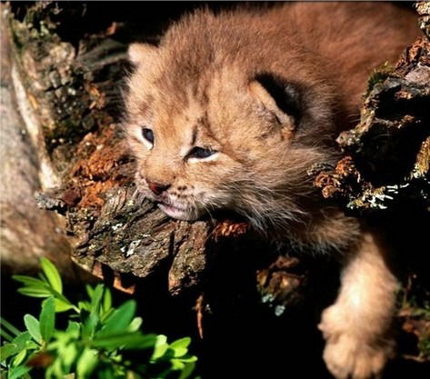 Анастасия Заболотная