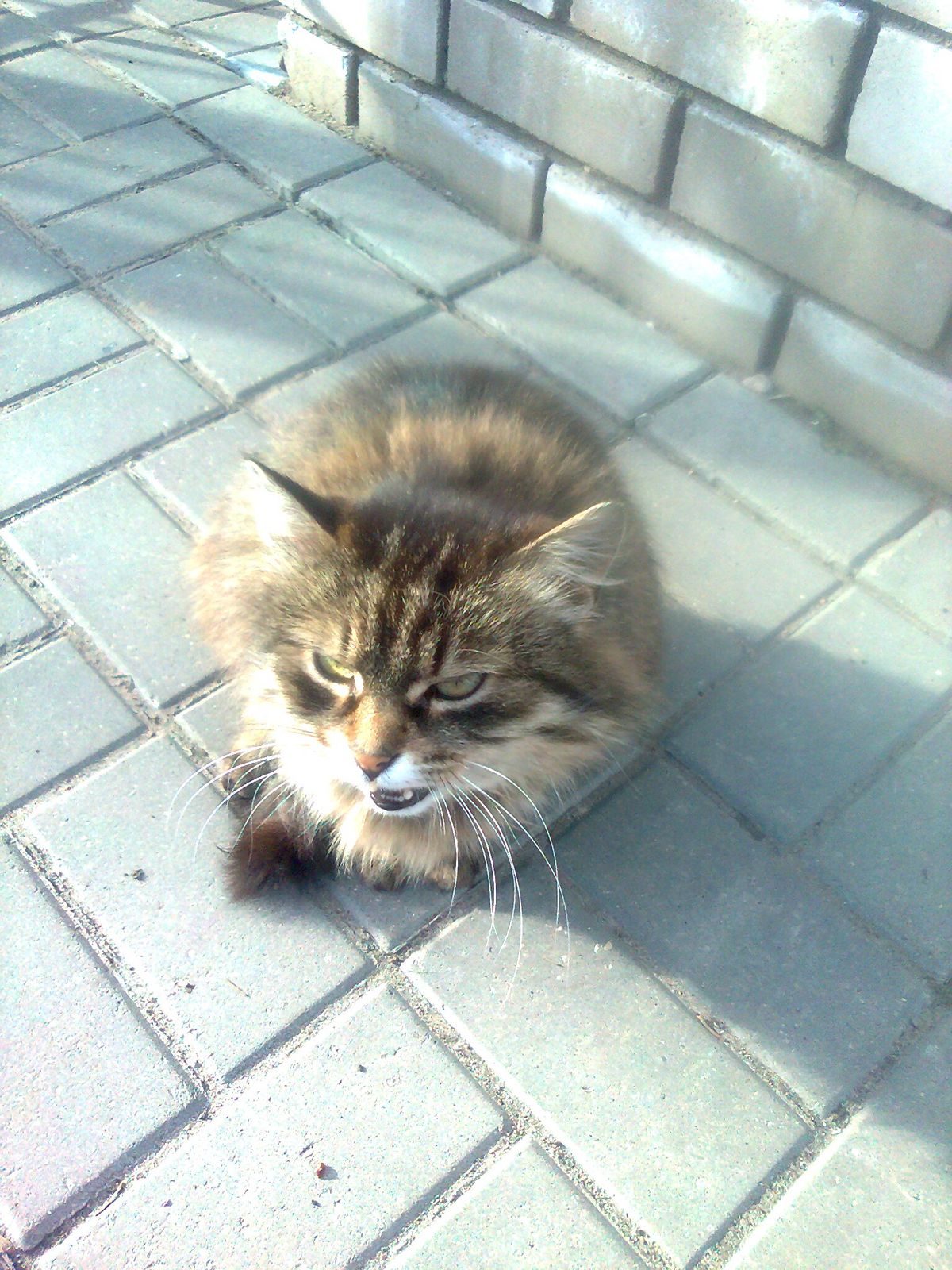 Светлана Сладкая