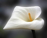 Хадиша Нурсиева