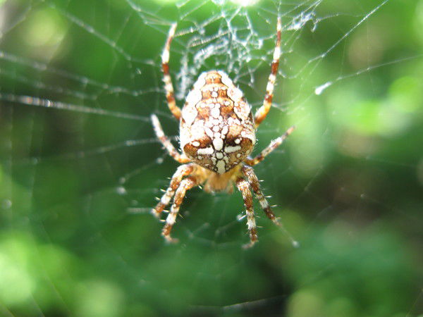 Иван Кречетов