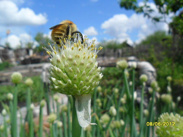 Катя Наумова