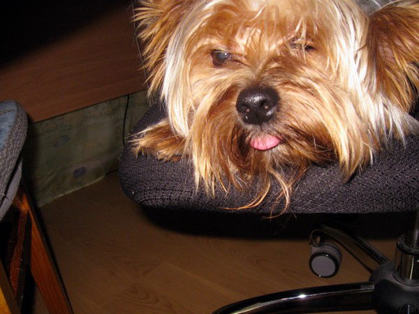 Наташа Антипят