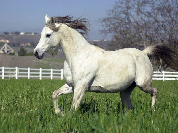 Ирина Бакшанская