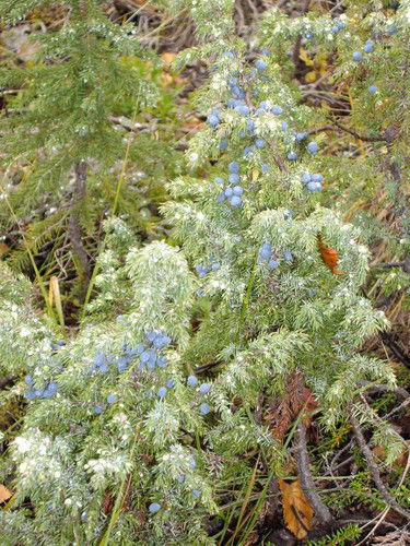 Александр Хижаненко