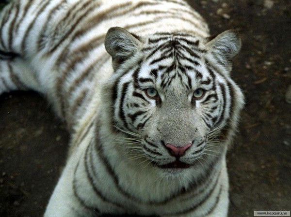 Хишьница Тигрица