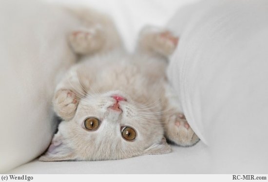 Екатерина Романова