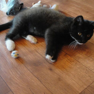 Арсений Курносов