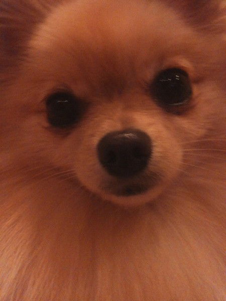 Ангелина Варилиди