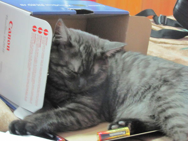 Наташа Тупоносова