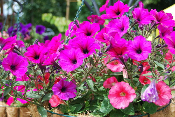 Ольга Бореева