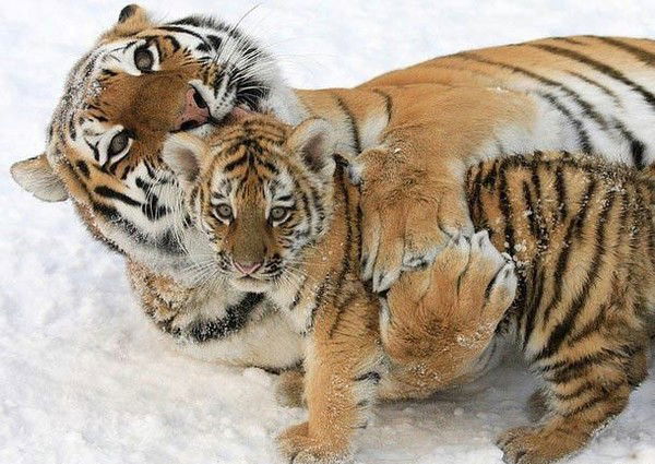 Галина Шведова