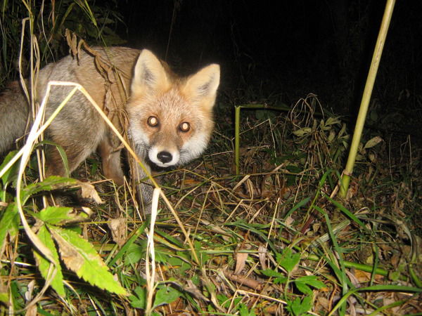 Максим Мальцев