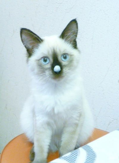 Адель Мавлютов