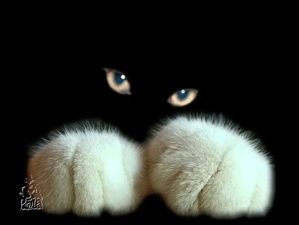 ?наталья Снегирева?