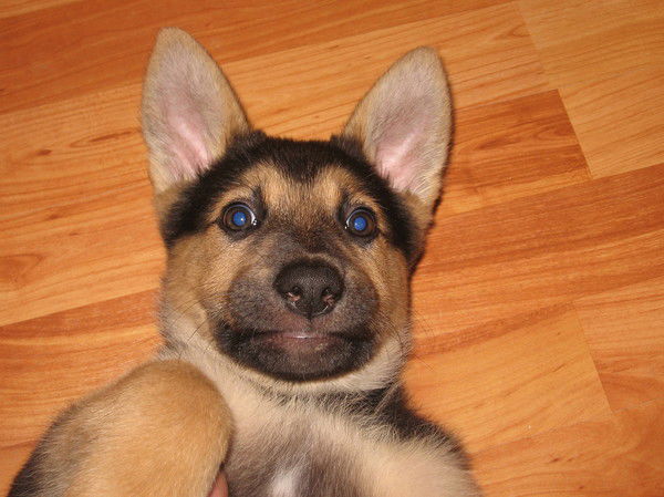 Дмитрий Абрамов