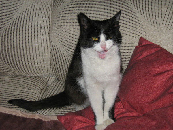 Елена Денисова