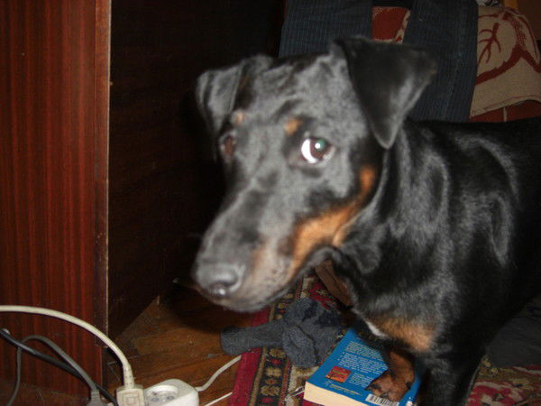 Юрий Емельянов