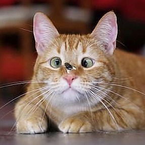 Сергей Шипарев