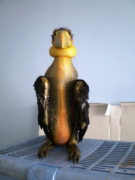 Олег Шубравый