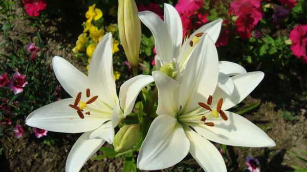 Ольга Кунецкая