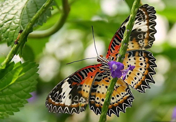 Ольга Шереметьева