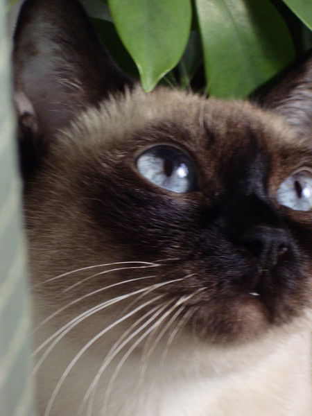 Ольга Цветкова