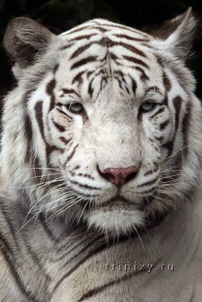 Георгий Кознюк