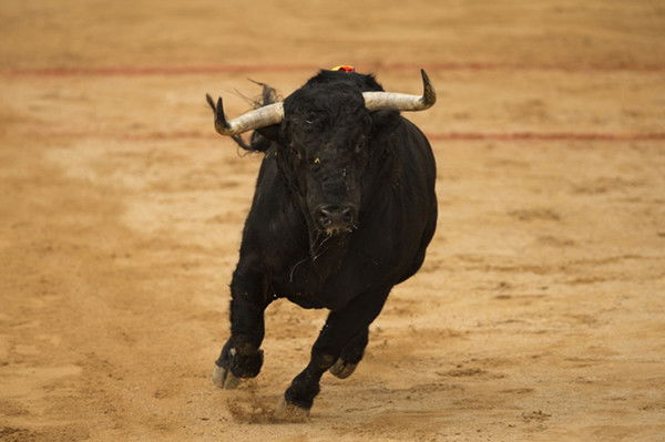 Максим Палий