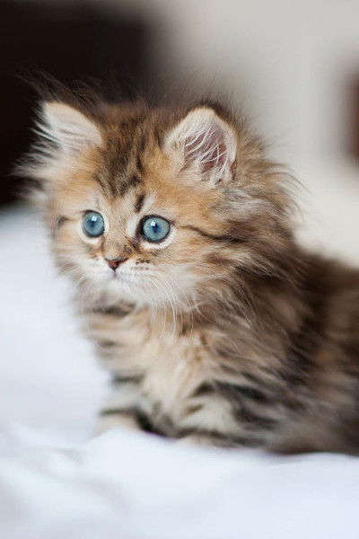 Дарья Школьнова