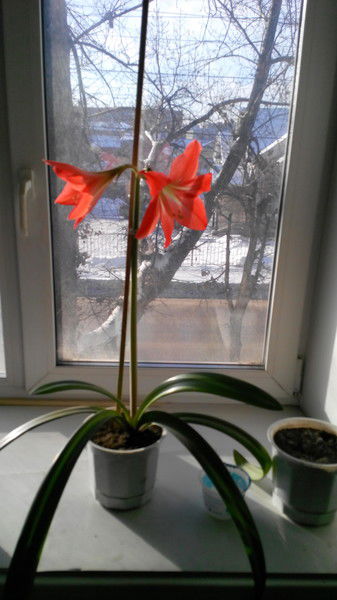 Люда Морозова