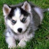 Наталья Сурских