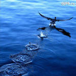 Данияр Абдрахманов