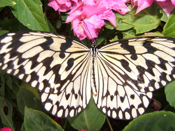 Ксения Ягудина!