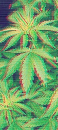 Лина Котова