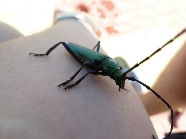 Максим Луковников