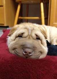 Слава Соколов