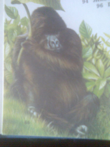 Рома Агалик