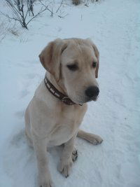 Андрей Пырков