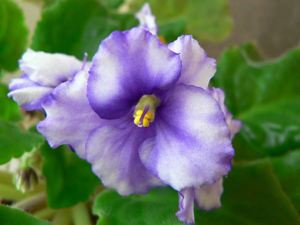 Анна Кирилкина