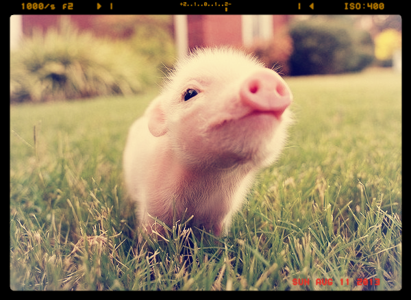 Светлана Турова