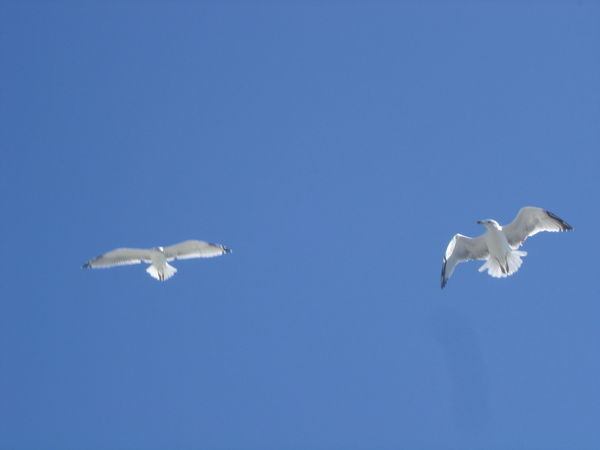 Давид Багдасарян