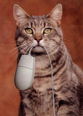 Max Кольчугин