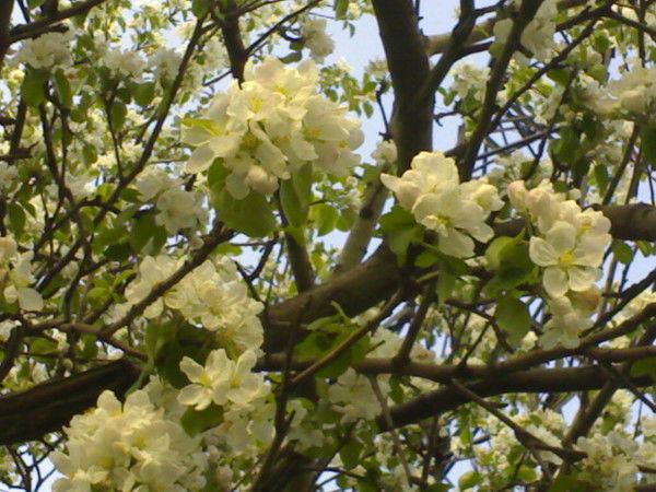 Ирина Костерина