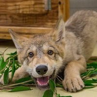 Валера Киреев